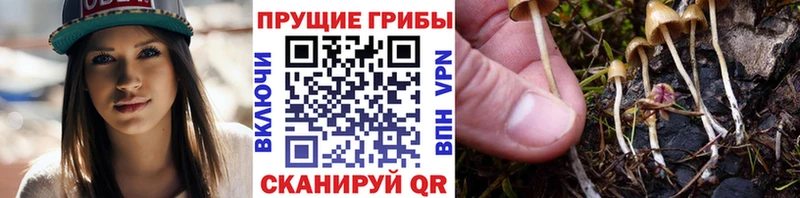 Псилоцибиновые грибы ЛСД Апшеронск